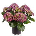 Hortensia i 17 cm potte